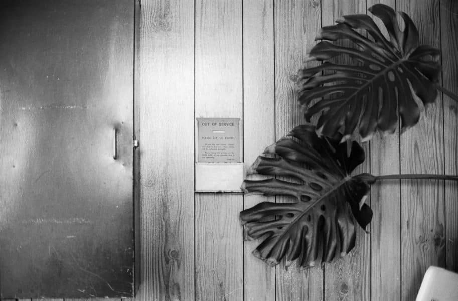 Monstera in laundromat on Ilford Ortho 80 film.