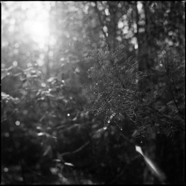 Sunlight through trees on Delta 3200 film with Hasselblad 500cm