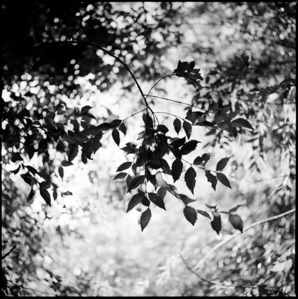 Sassafras leaves on tri-x black and white film