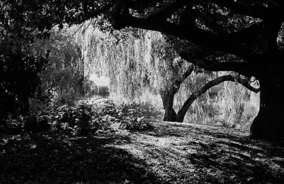 Willows at Meander River Deloraine on tri-x film