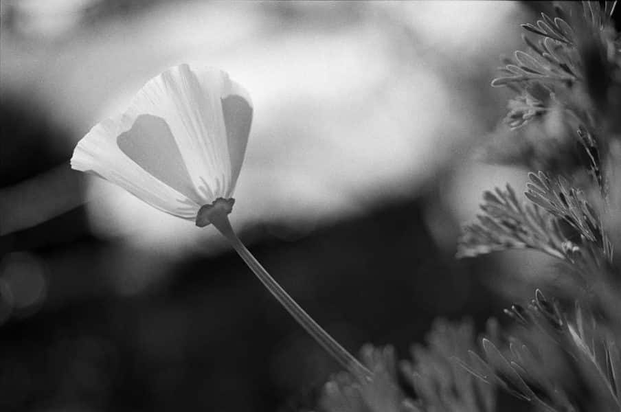 Macro flower on tri-x black and white film