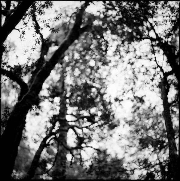 Hasselblad looking up to a blurred forest canopy on Kodak tri-x black & white film.