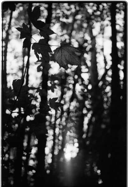 Wild Wood autumn leaves in backlit forest taken on Tmax 400 film by Jade Austen