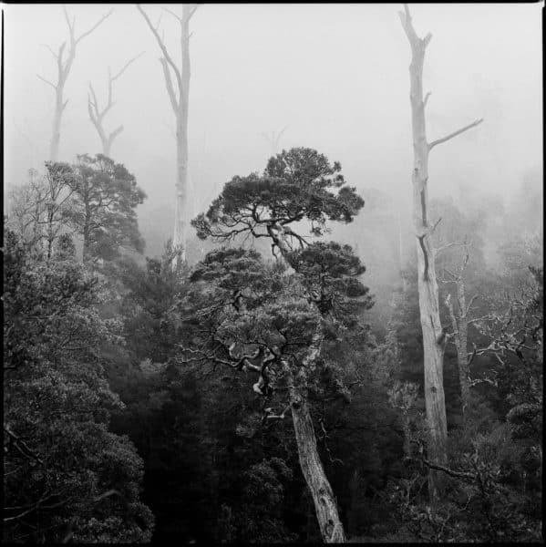 Forest and mist detail, Meander Falls Track