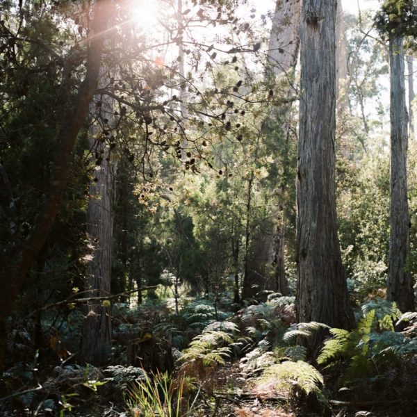 Sun shining in the Tasmanian bush shot on Hasselblad 500cm by Jade Austen