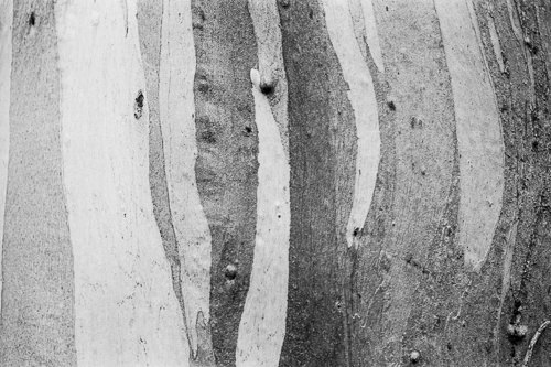 Bark detail at Lake St Clair, by Jade Austen, Ilford Ortho Plus