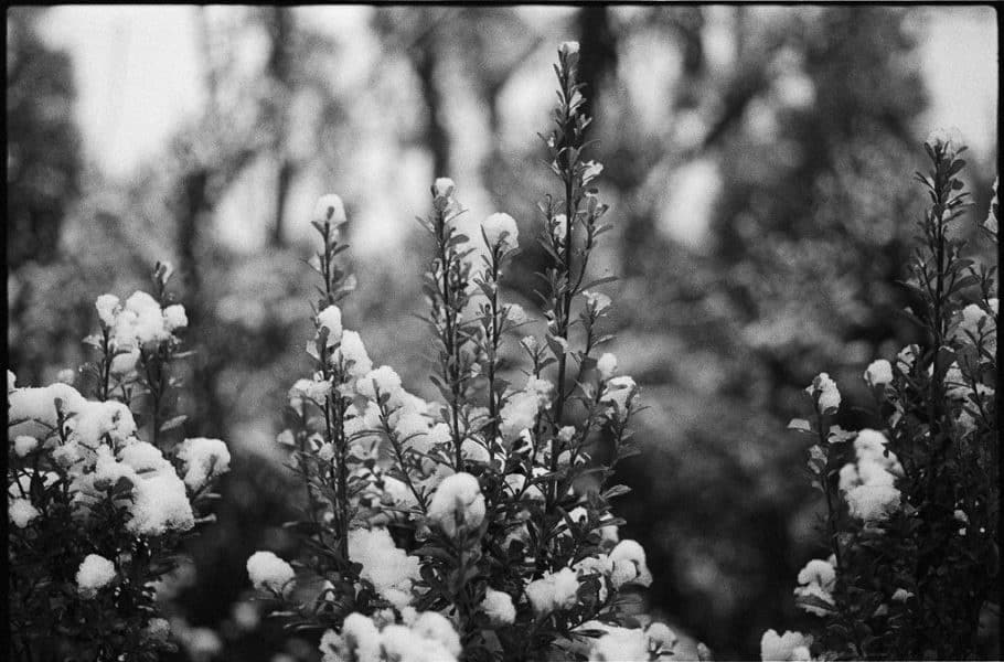 Snow topped bush in Mersey Forest taken on Kodak Tmax 3200